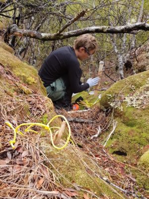 Setting up a bait post for a camera trap for cat monitoring. Photo: Lindsay Chan.