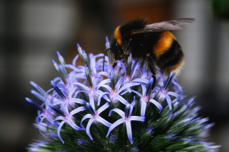 Close up of bumble bee