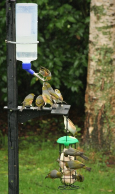 An early prototype of the feeder with a flock of silvereyes - always the first to investigate.