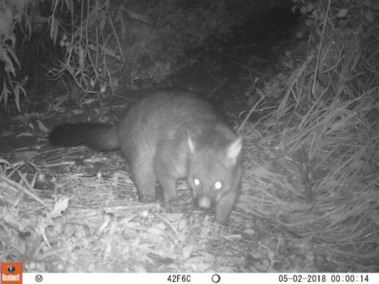 One of several possums caught on trailcam. Photo: Mel Young and Bryony Alden. 