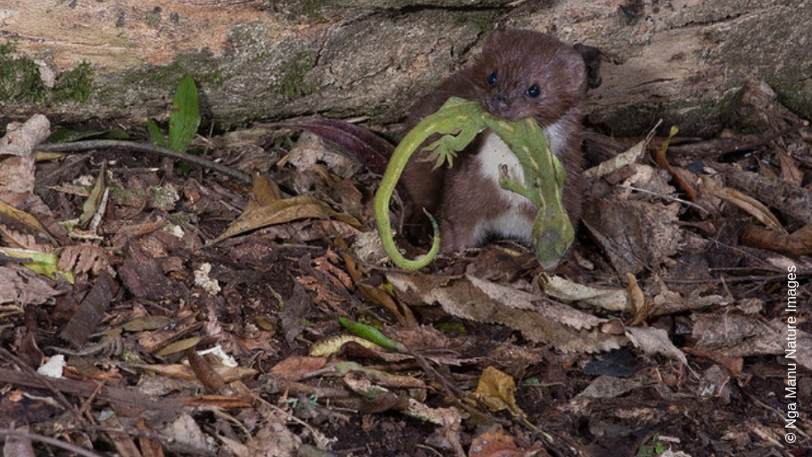 A weasel on leaf litter with gecko in mouth 