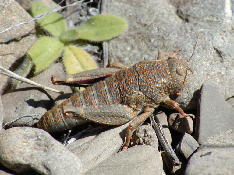 A native grasshopper amongst large stones