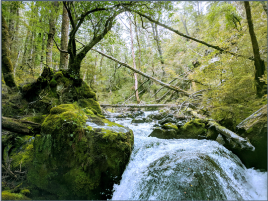 A stream with surrounding mossy forest