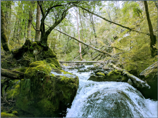 Carlyle stream.