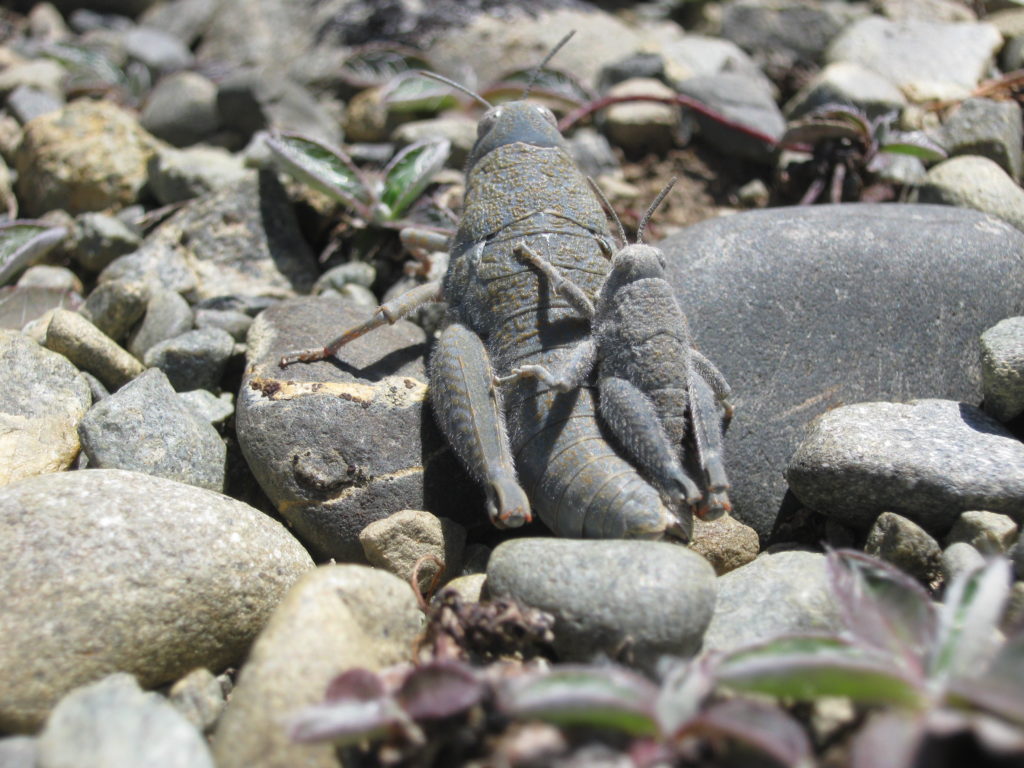 A grey grasshopper amongst rocks