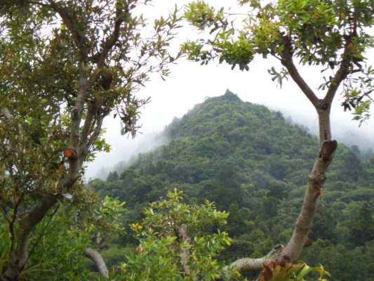 Tamahunga is probably the most significant bush in the Warkworth area.