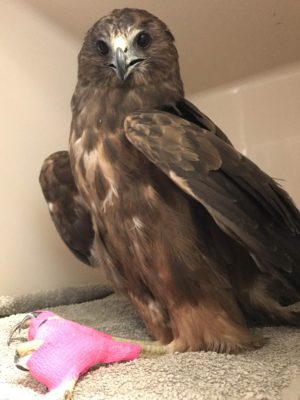 A harrier with a ball bandange. Photo: Wildlife Hospital.