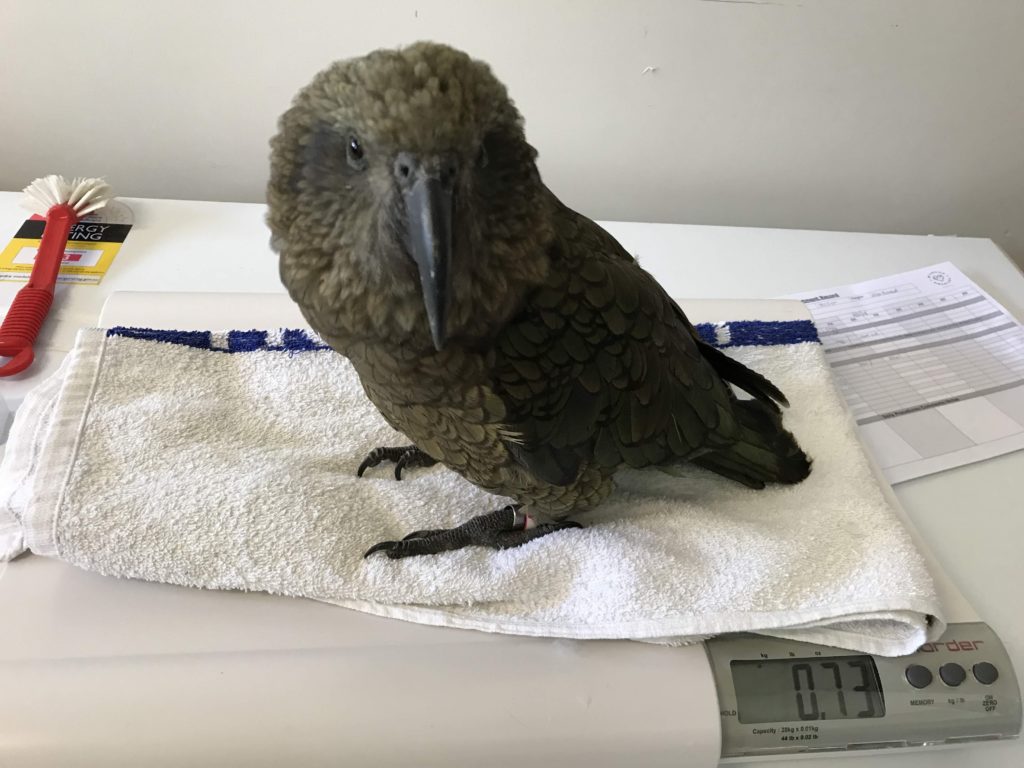 Some of the smarter patients like kea also need to be entertained while they're in hospital. Image credit: Wildlife Hospital.