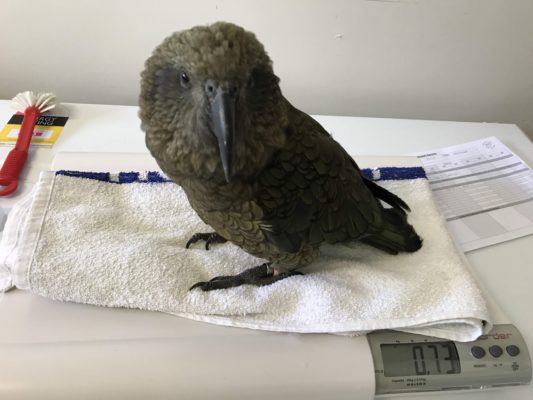 Some of the smarter patients like kea also need to be entertained while they're in hospital. Photo: Wildlife Hospital.