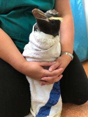 Recent patients have included a Fiordland Crested Penguin.