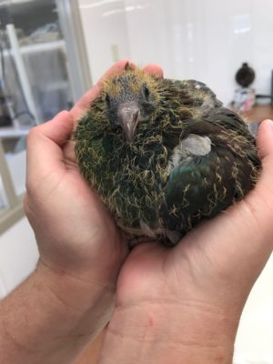 A young kereru is in safe hands at Dunedin's Wildlife Hospital. Photo: Wildlife Hospital.