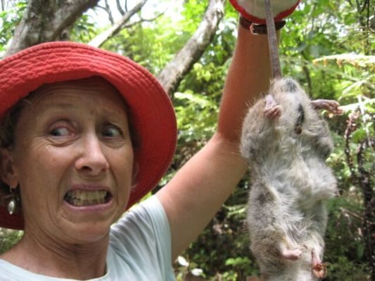 A volunteer holding a dead rat
