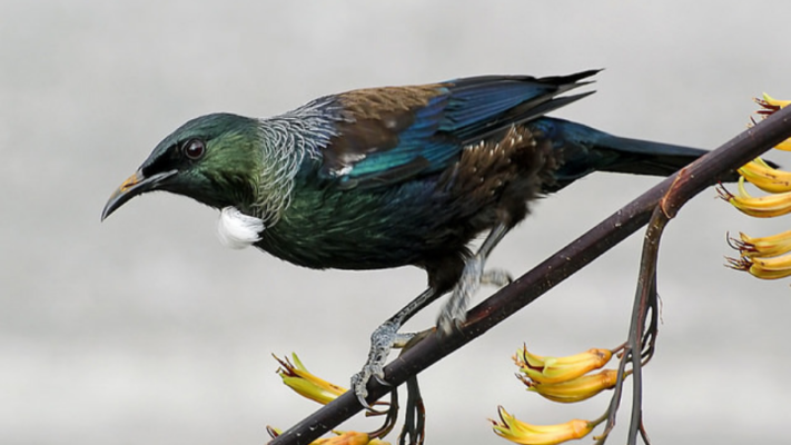 Tui resting on flax.