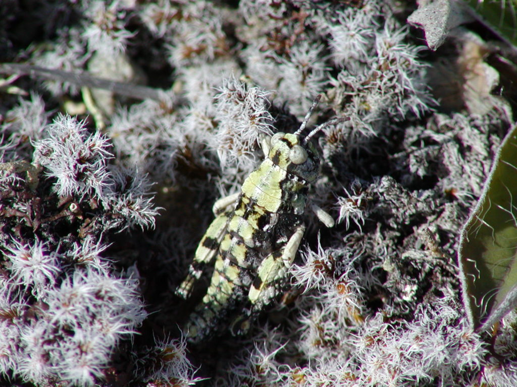 A grasshopper amongst some moss