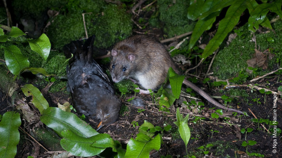 Norway rat with bird.
