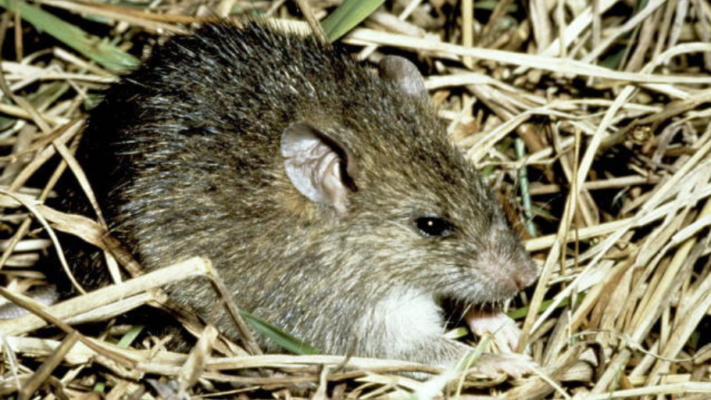 The Polynesian rat, or Pacific rat (Rattus exulans) (photograph: D. Veitch)
