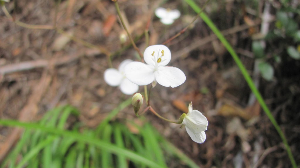 A small white flower