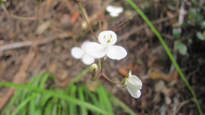 The Tamahunga iris - Libertia flaccidifolia.