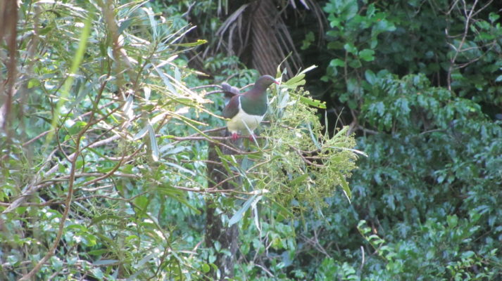 Kereru at Tamahunga.