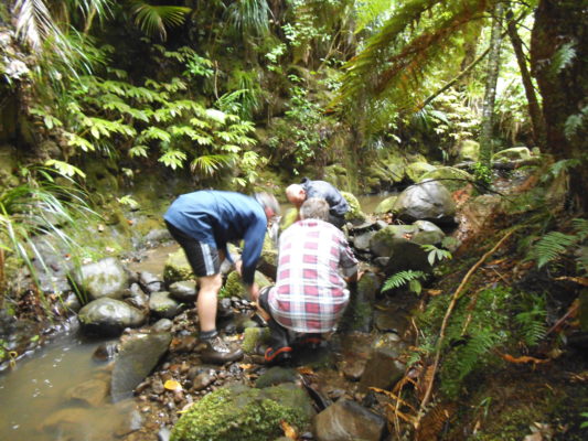 Tamahunga Trappers investigating stream biodiversity.