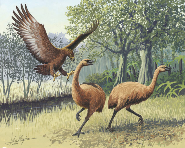 Grazing moa being attacked by giant Haast's eagle. Image credit: John Megahan (Wikimedia Commons).