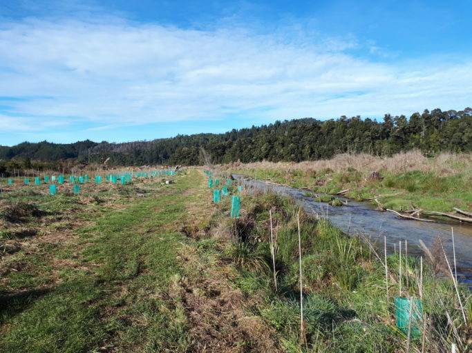 The willows were removed in 2014 and by June 2017 new plantings were getting established.