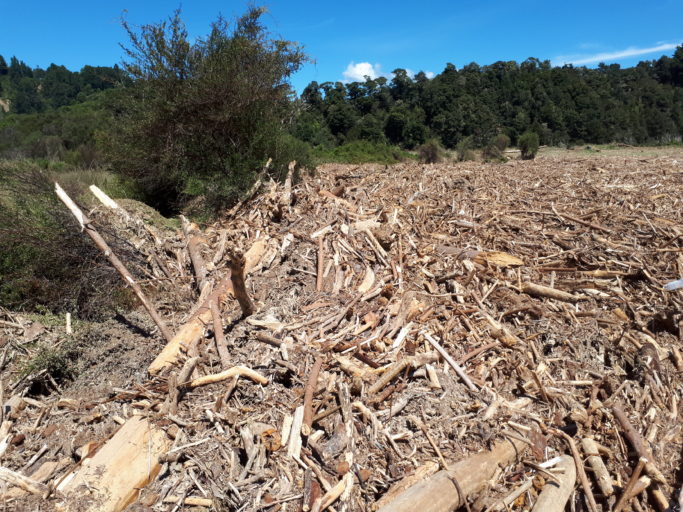 After Cyclone Gita: Piles of pine slash covers a hectare of regenerating wetland vegetation