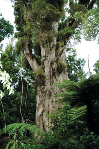A large northern rata (Metrosideros robusta) named Ratanui ('Big Rata') is estimated to be between 500 and 1000 years old. It is 43 metres in height and has a girth that exceeds 11 metres. Photo: Rob Edwards.