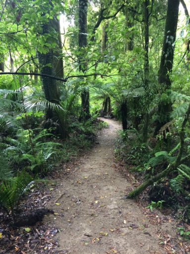 A walking track at Bushy Park, near Whanganui.
