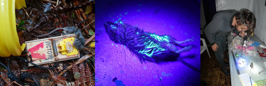 A glowing mouse indicates it's eaten the biomarker laced bait. Photo: 