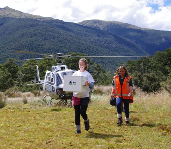 Hurunui College student Ella Crean takes part in a kiwi release in the Nina Valley.