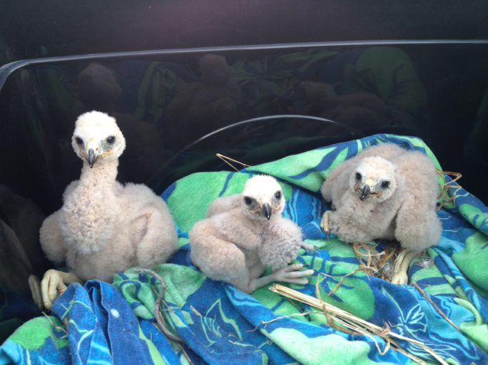 Orphaned chicks being raised by the Raptor Trust.