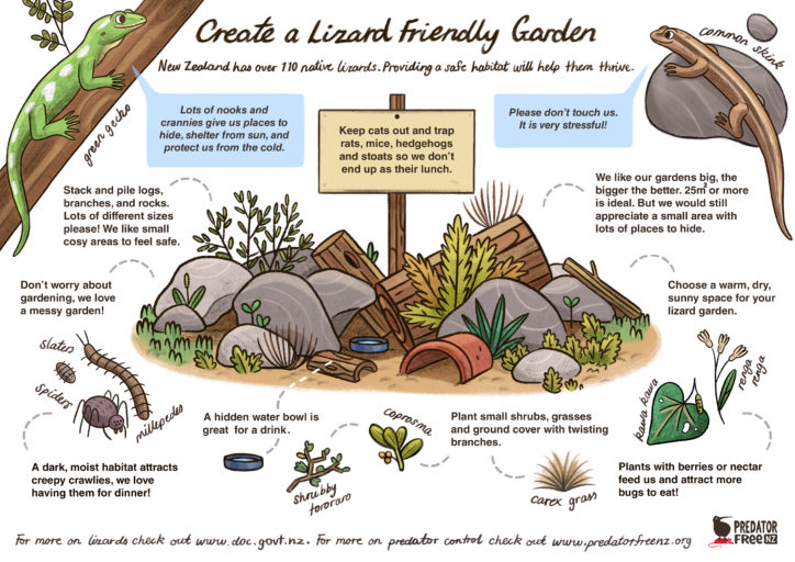 How to create a lizard friendly garden, illustration showing two lizards describing what a lizard garden needs including planting suggestions and size
