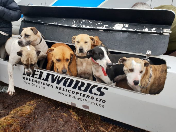 Dogs arrive reading to get pig hunting