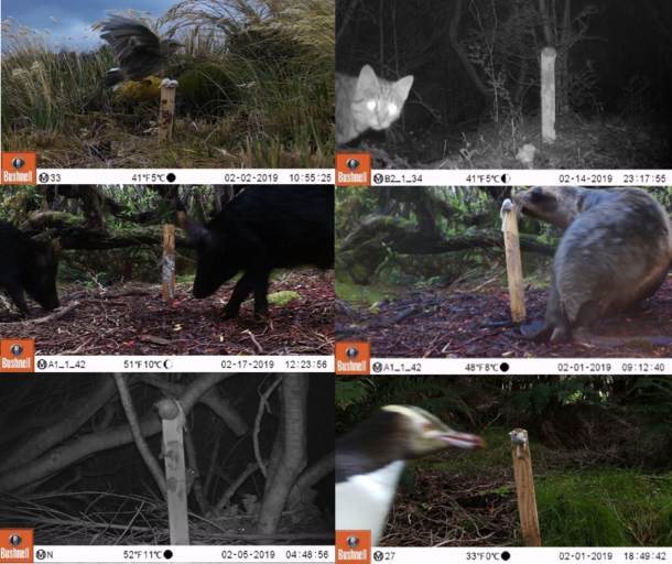 The cat detecting trail cameras picked up most of Auckland Island's other residents too.