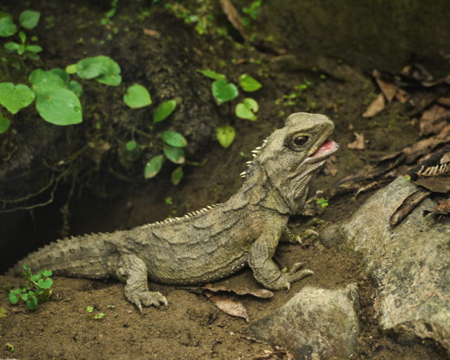 Tuatara at Nga Manu Reserve. Tuatara were once a major predator of skinks and geckos and at least one gecko species can detect the scent of tuatara faeces. Image credit: Sid Mosdell (Wikimedia Commons).