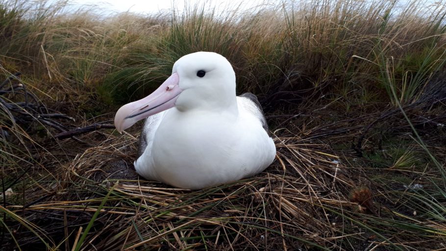 toroa Southern royal albatross. Photo: Rachael Sagar. 