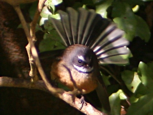 A fantail photographed at Zealandia shows why fantails got their name. Photo: Tony Wills (Wikimedia Commons).