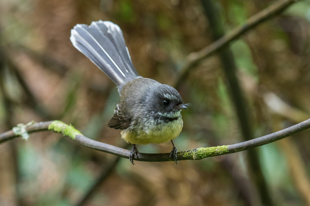 Nesting Fantails Balance Predators And Weather Risks Predator Free Nz