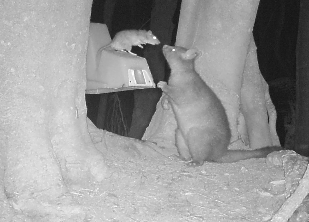 A possum and rat interacting with bait station