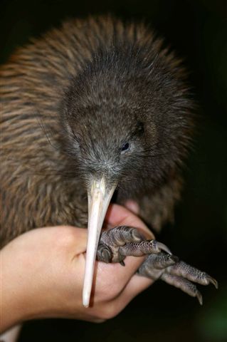 A North Island brown kiwi is given a health check. Image credit: Maungatautari Ecological Trust.
