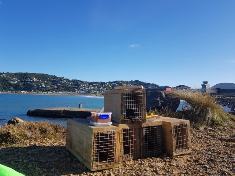 Stack of trap boxes and a glimpse of the ocean