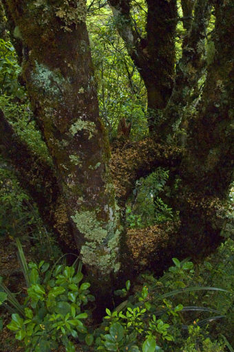 Vegetation in Tongariro National Park. Photo: James Shook (Wikimedia Commons).