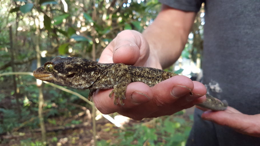 Duvaucel's geckos have been released on island sanctuaries - but if plague skinks arrived they would out-compete the native lizards.