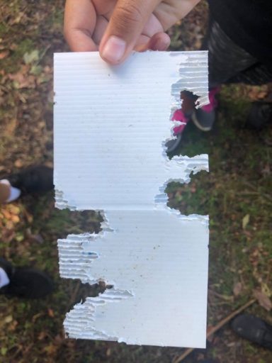 The children discovered there are lots of rats in their wetland.