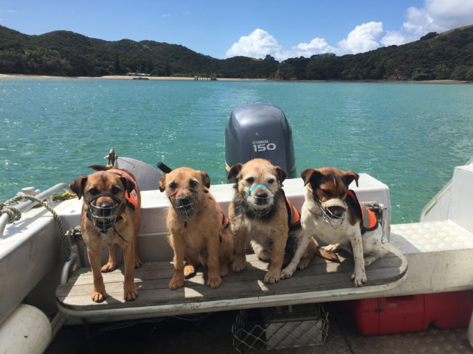 A group of detector dogs on a boat.