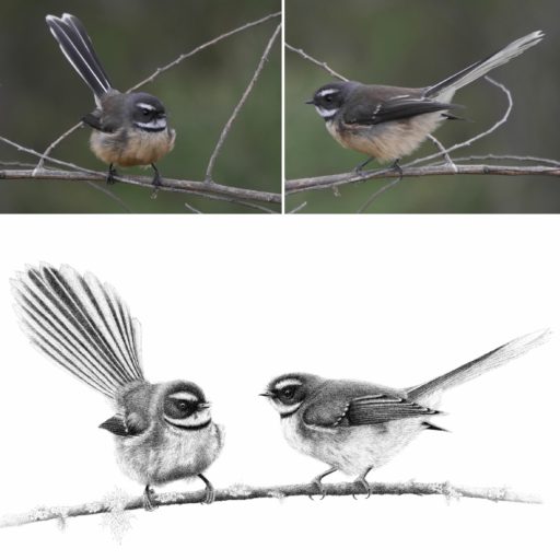 Hannah enjoys capturing the personality of the wildlife she draws.
