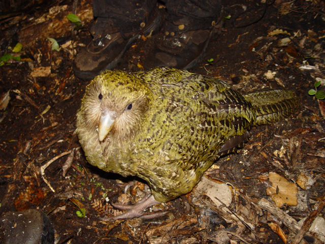  Pura, a 1-year-old Kakapo on Codfish Island. Photo: Mnolf (Wikimedia Commons).