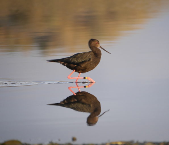Hannah photographed this kaki at Waikuku Beach in April 2019.