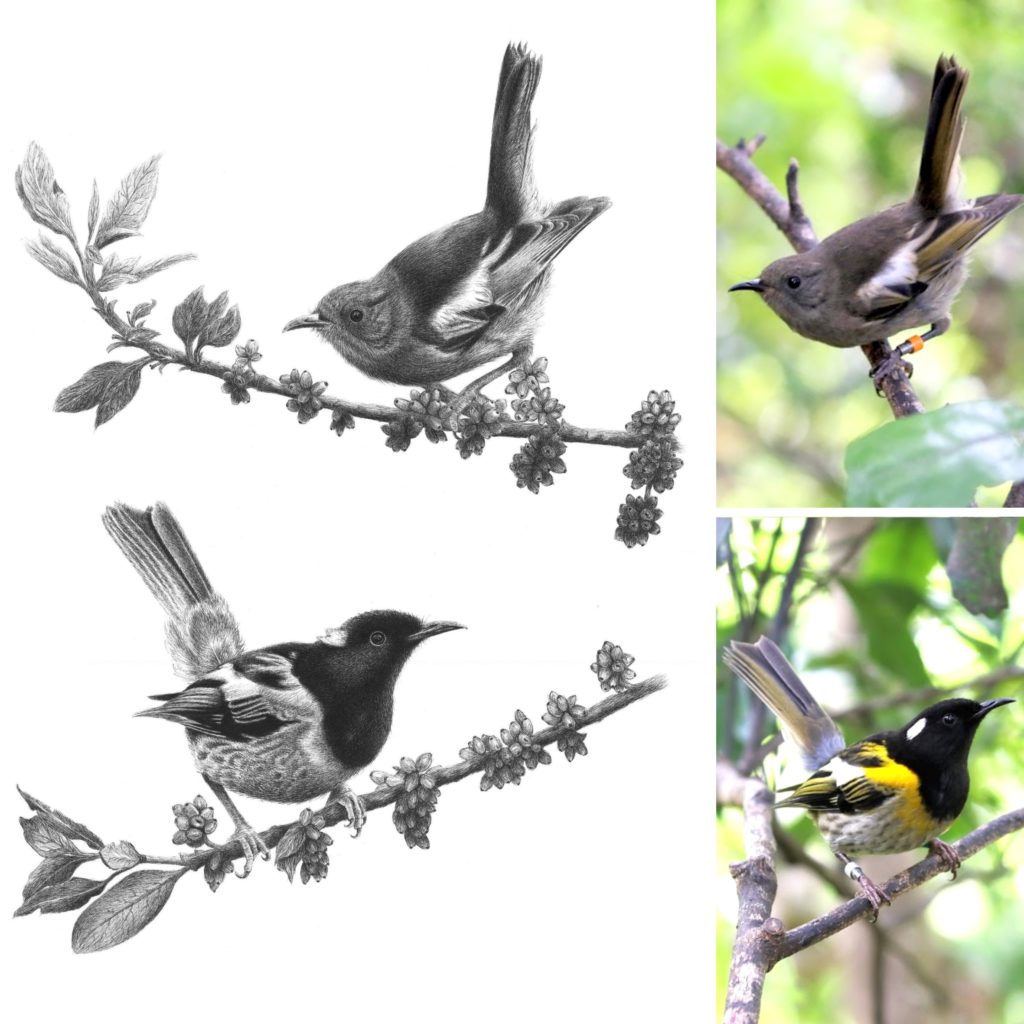 Illustration and photos of two stichbirds